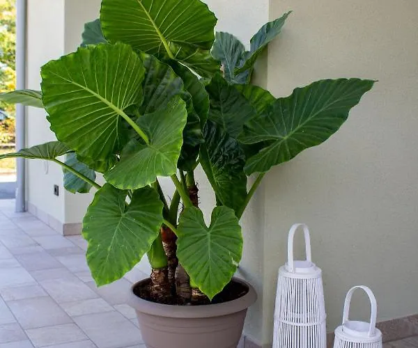 Villa Calla Soiano Del Lago